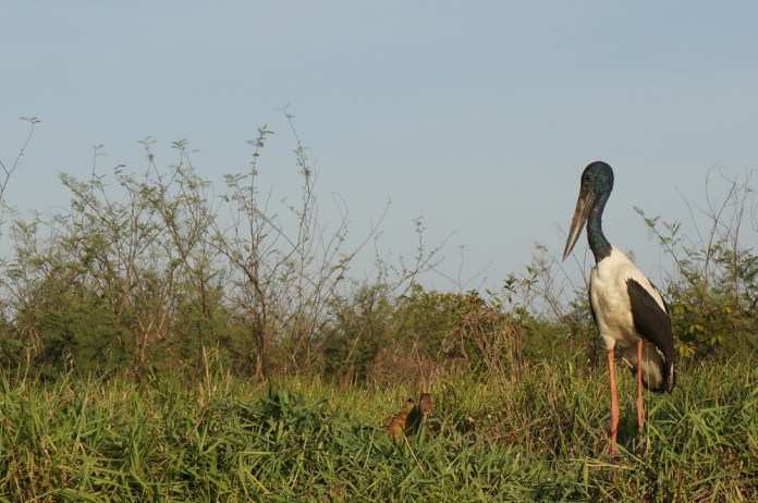 jabiru